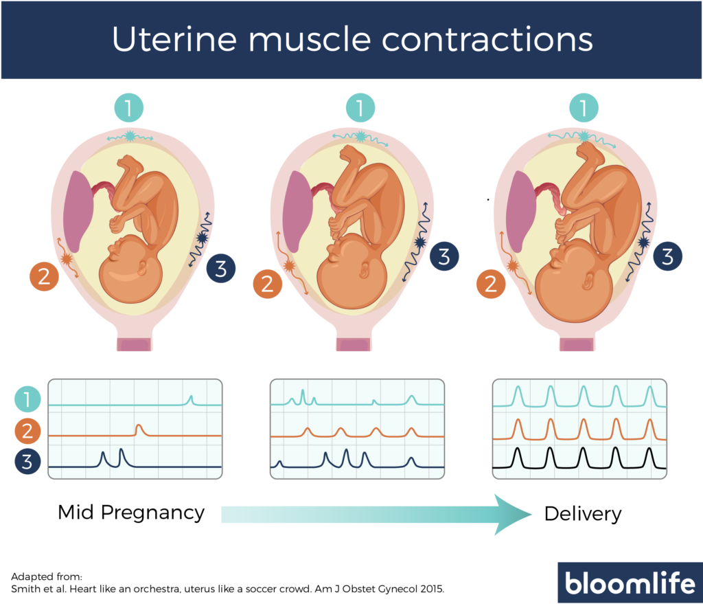 The Physiological Difference Between Braxton Hicks And Labor Contractions