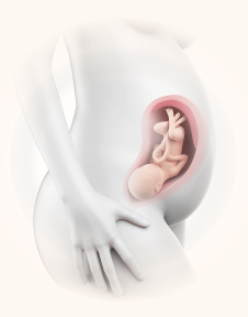 prenatal nutrition - DHA